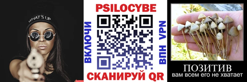 как найти   Поворино  Псилоцибиновые грибы GOLDEN TEACHER 